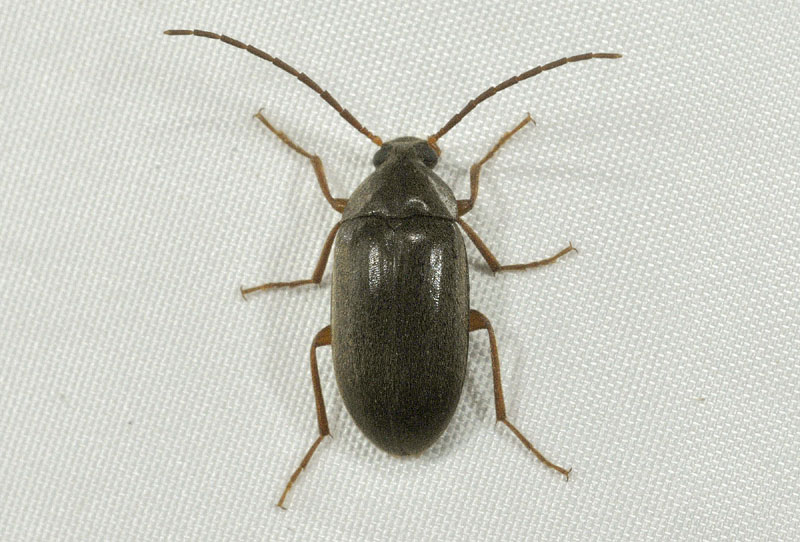 Tenebrionidae Alleculinae, Hymenalia rufipes